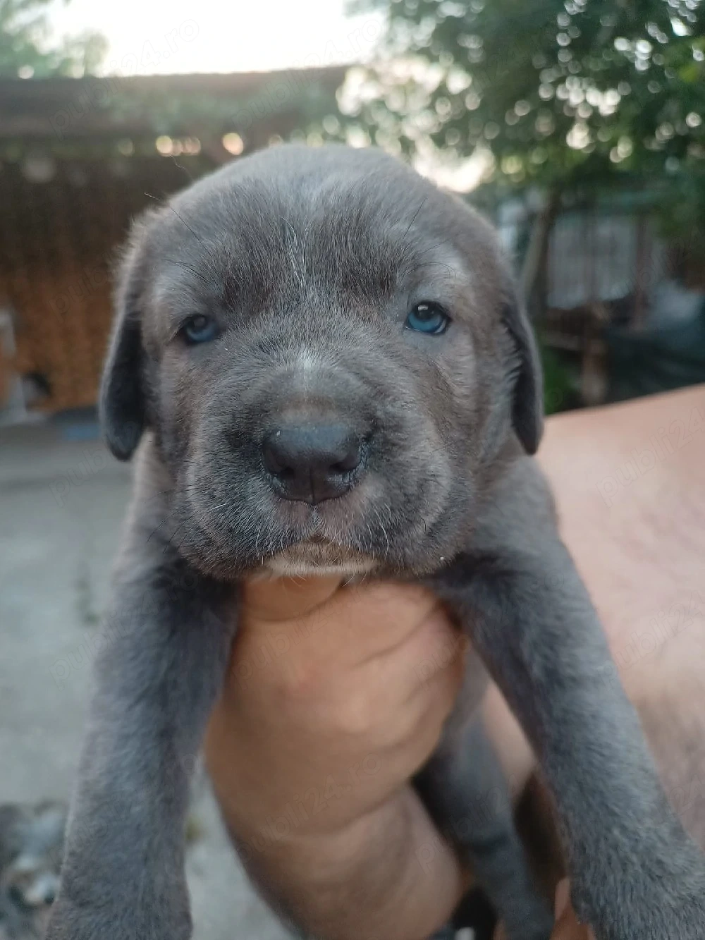 Catelusa Cane Corso 