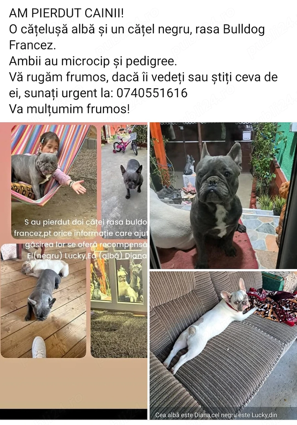 Am Pierdut câini bulldog francez 