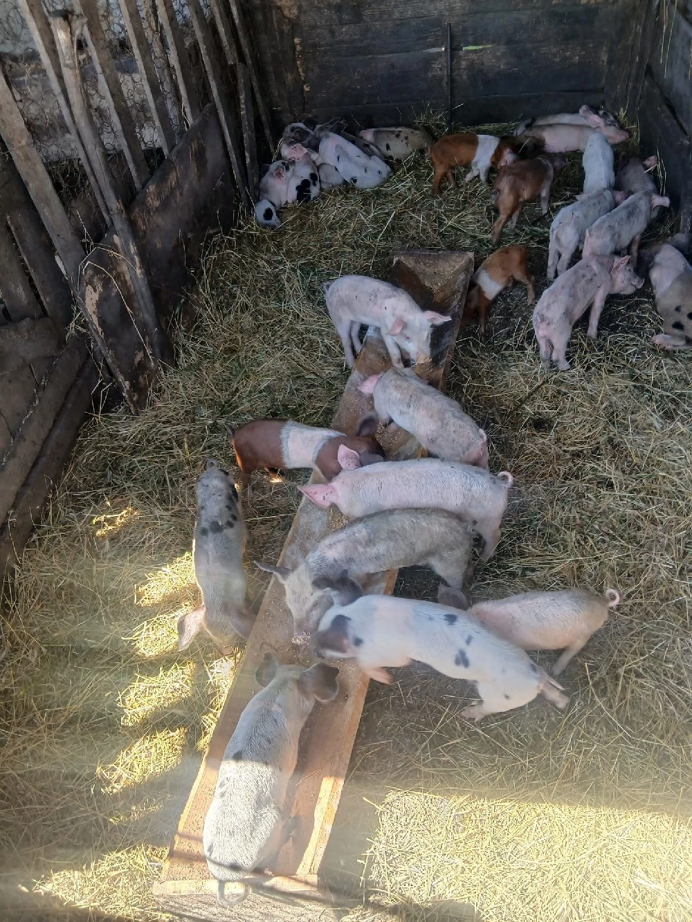 de vânzare 27 de purcei vaccinați mânca orice bobe faina etc preț 150 lei bucata unul cu altul 