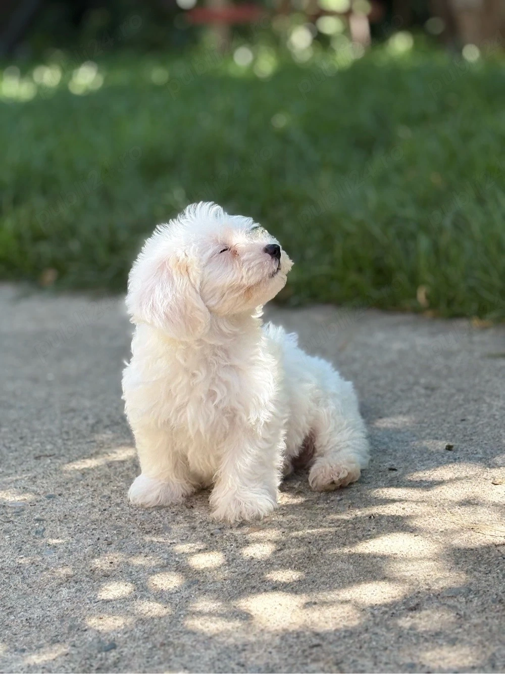 Vând pui de Bichon Maltez 