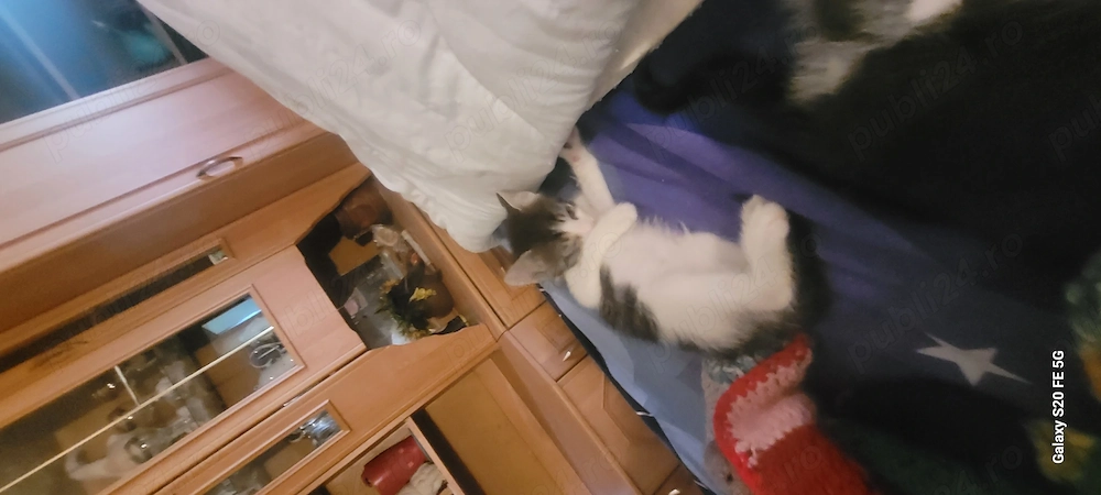 Ofer pisicute de 8 saptamimi pemtru adoptie
