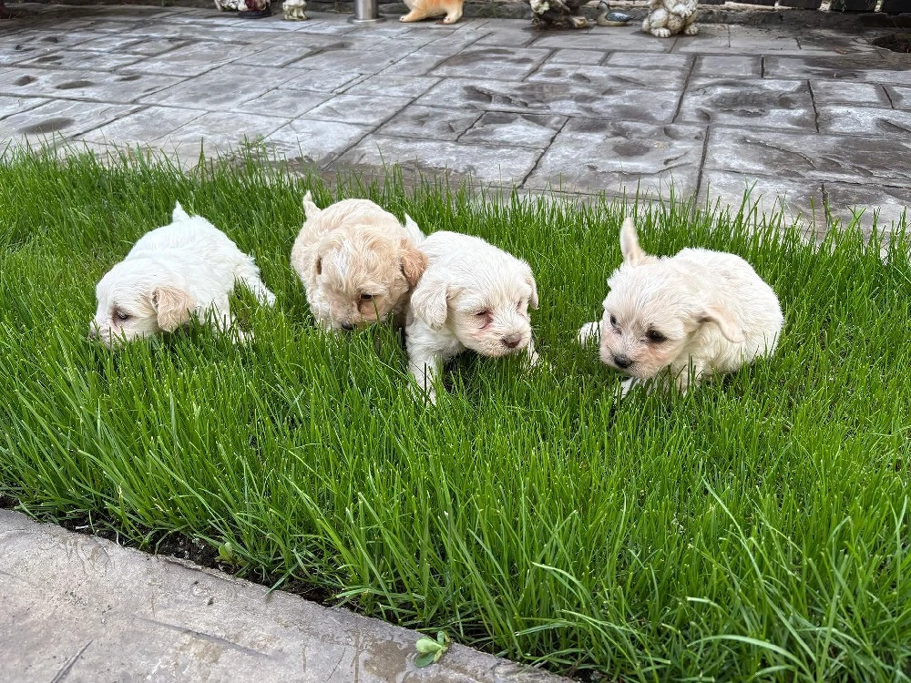 vand bichon maltez 