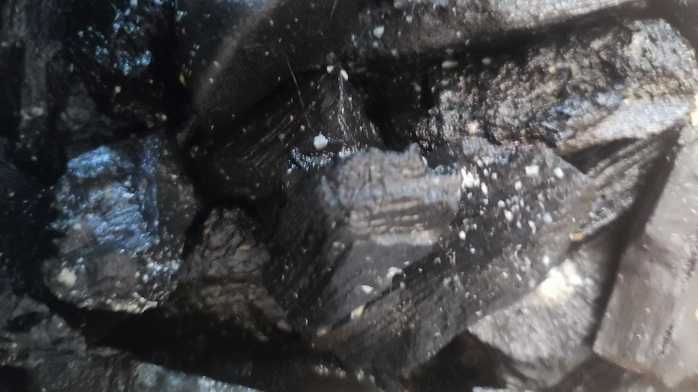 Culturi grindal, bananaworms, microworms, izopode springtail și dwarf white 