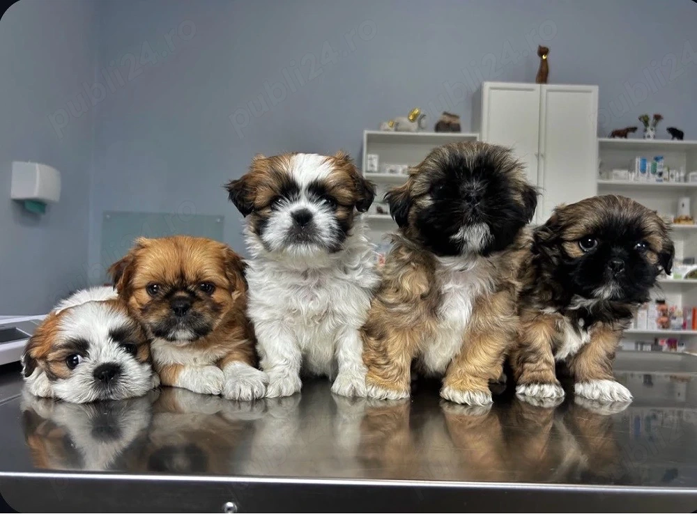 Căței shih tzu