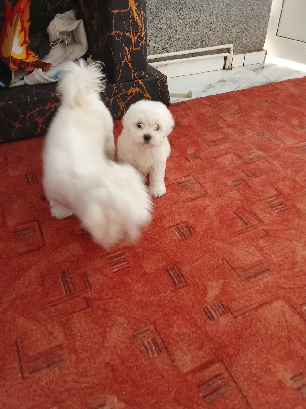 Bichon talie mică miny toy 