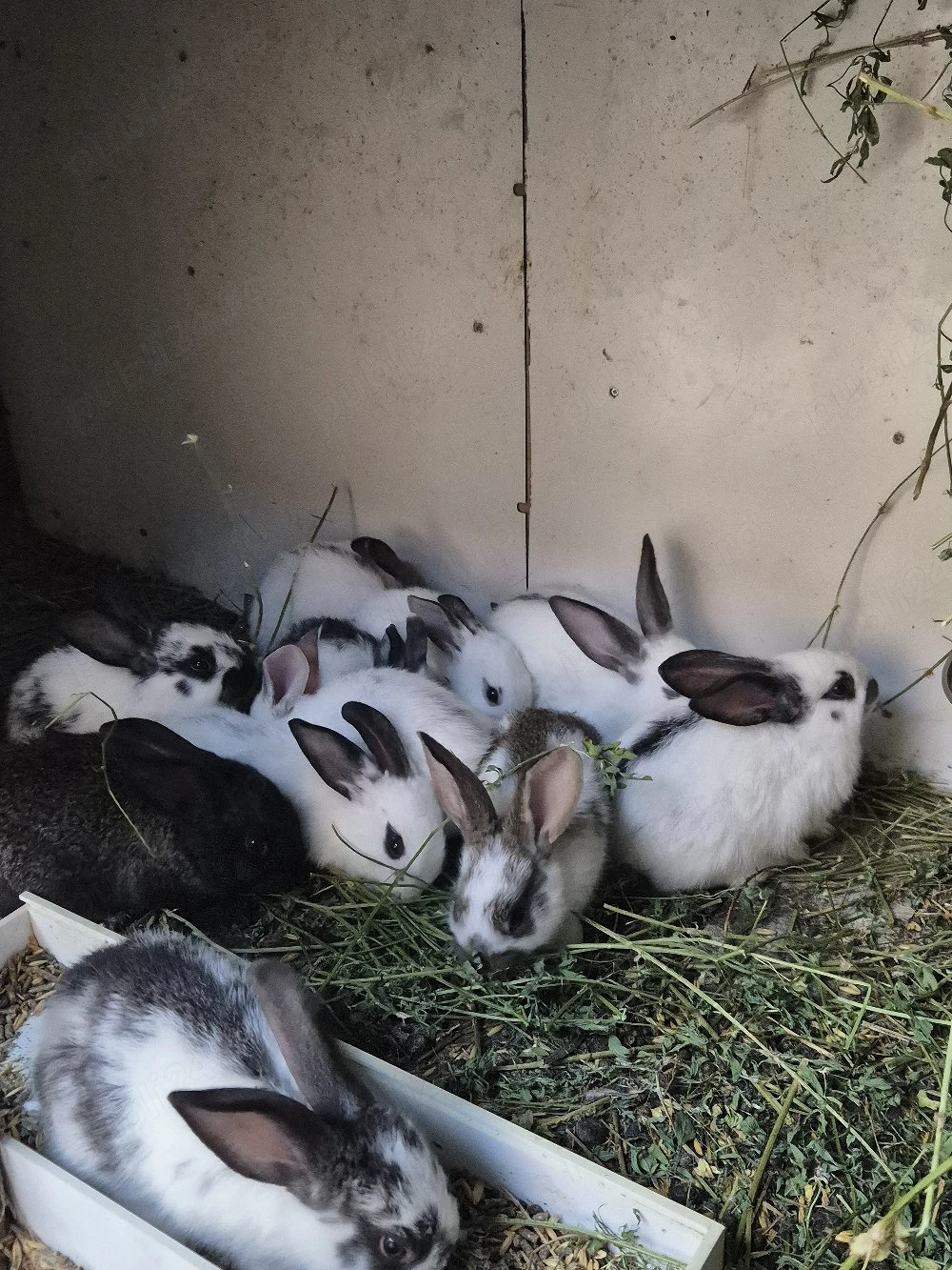 Disponibili iepurași 