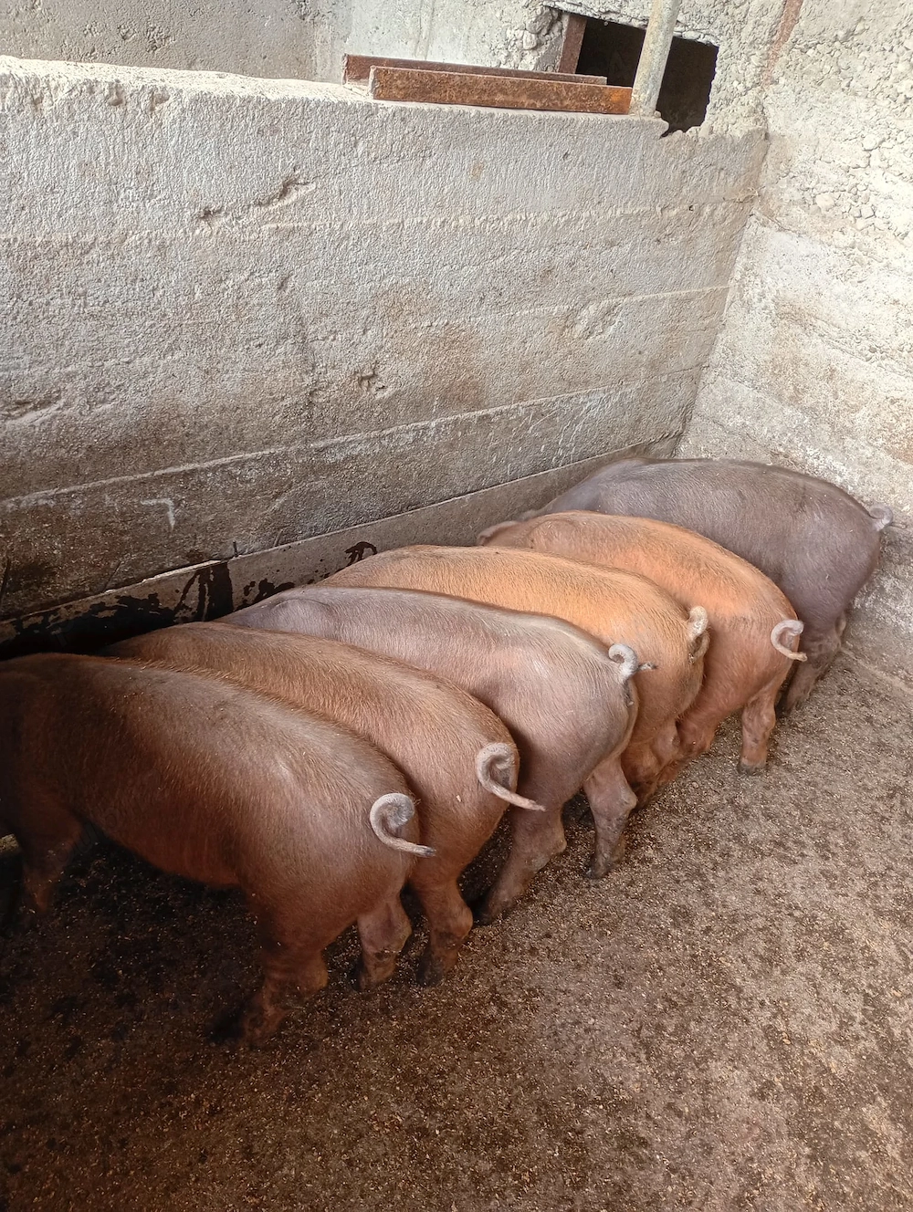 Porci Duroc rasa de carne