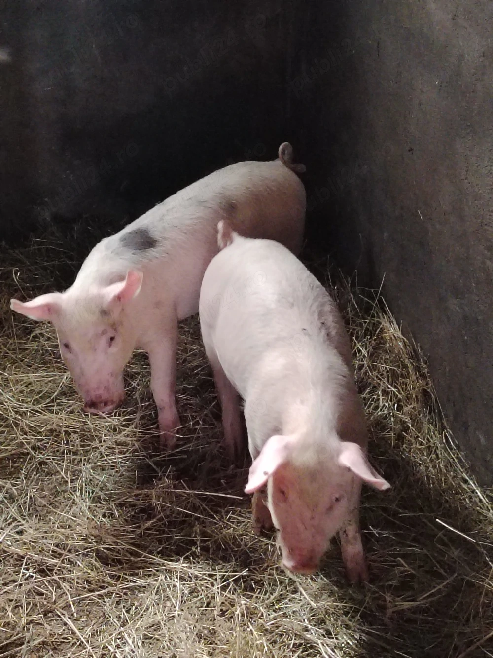 purcei de carne înțărcați și castrați un mascul si o femelă 