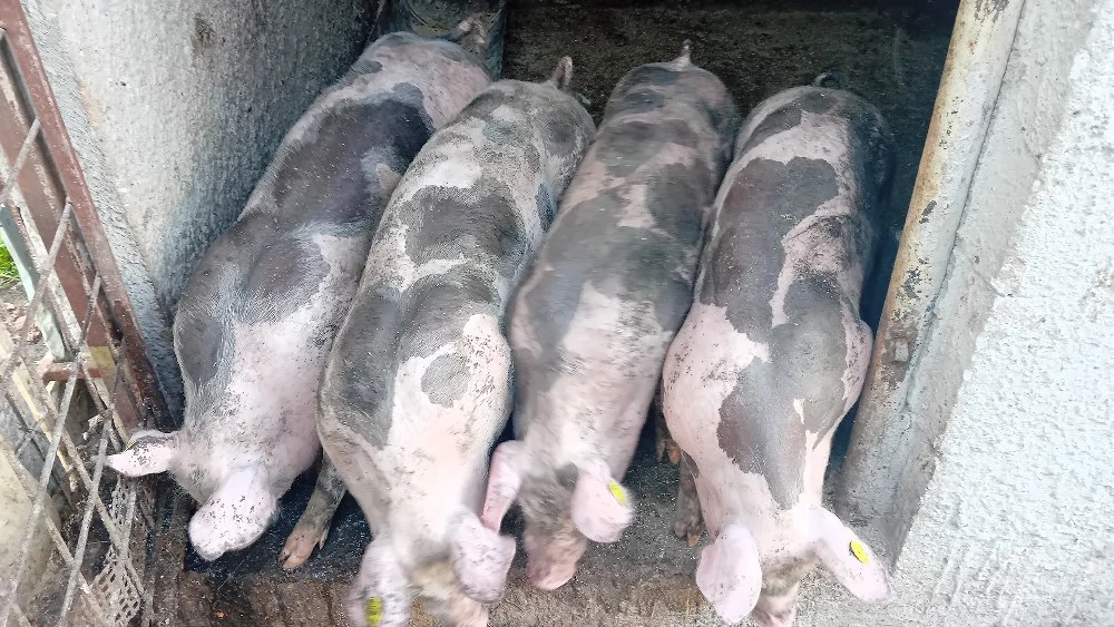 vînd purcei  de carne 4 rămași  60 chile