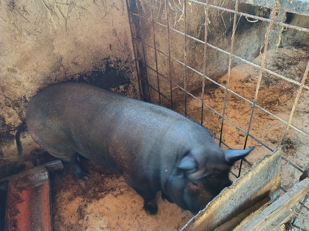 Scrofița metis vietnamez cu duroc