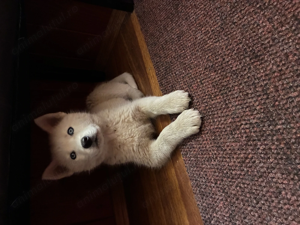 Catel Husky alb femela
