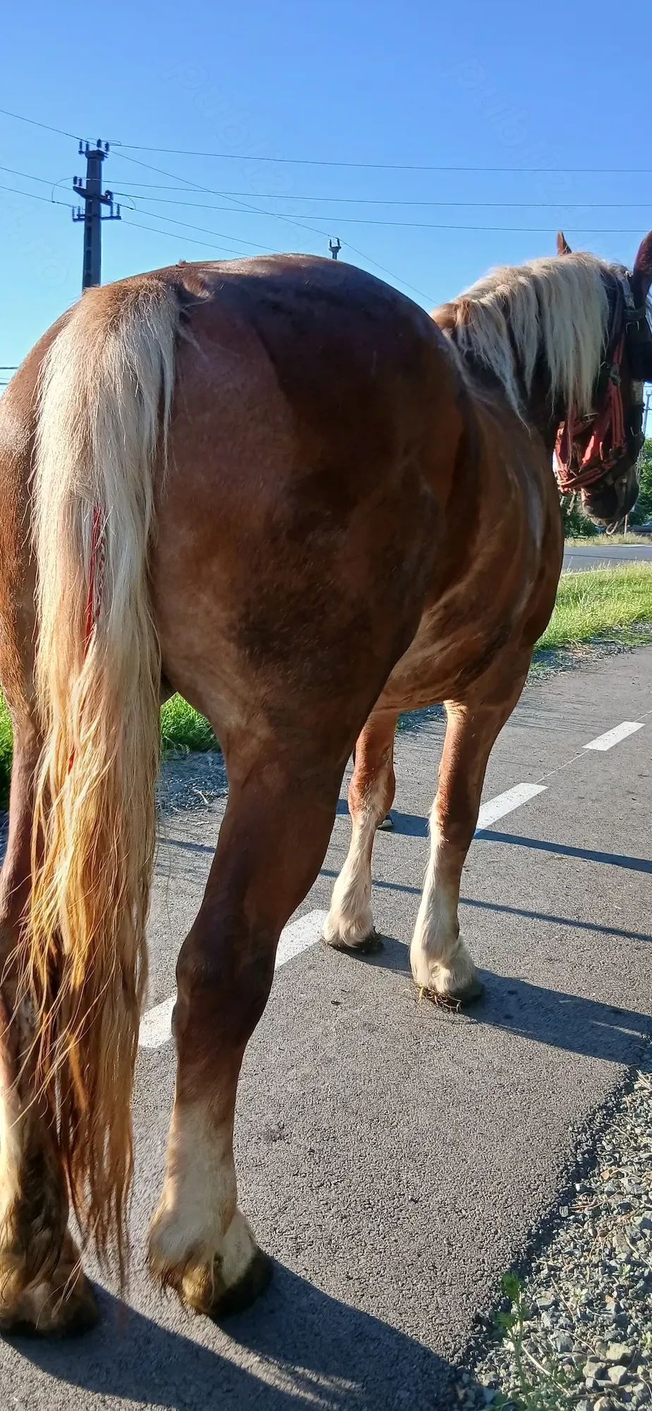 De vânzare  iapa de 4 ani 