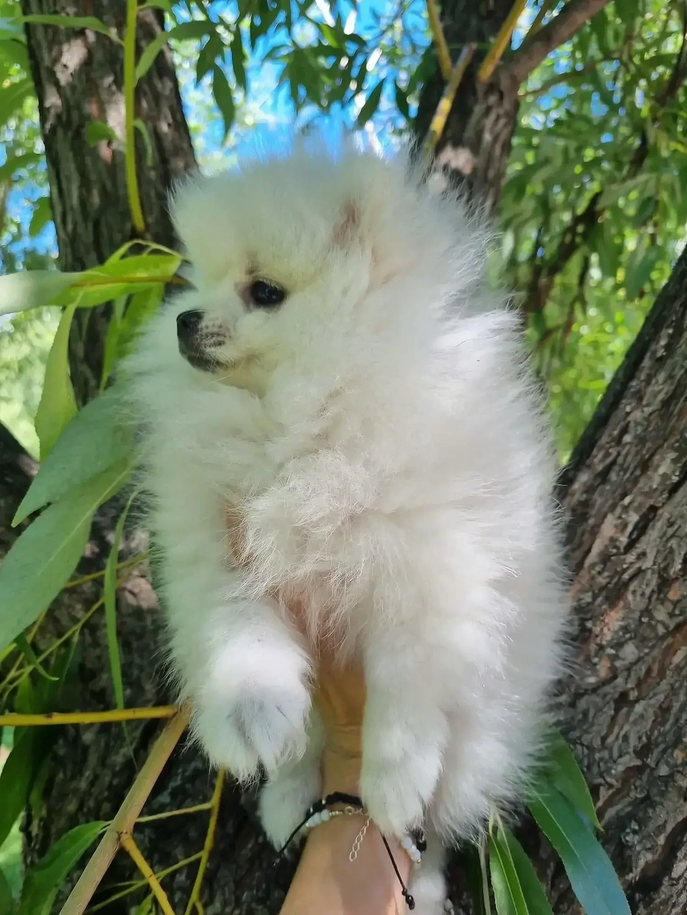 Vând pomeranian alb fetiță 