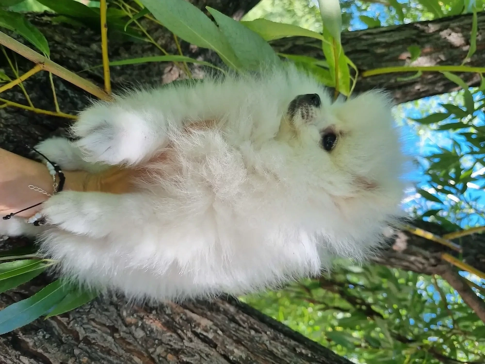 Vând pomeranian alb fetiță 