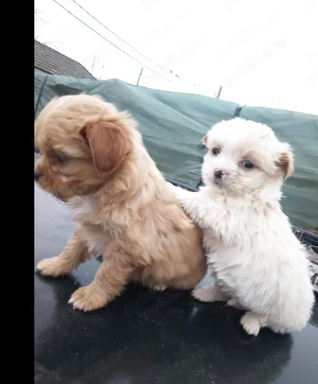 Căței bichon baieti și fete OFERTA pret 