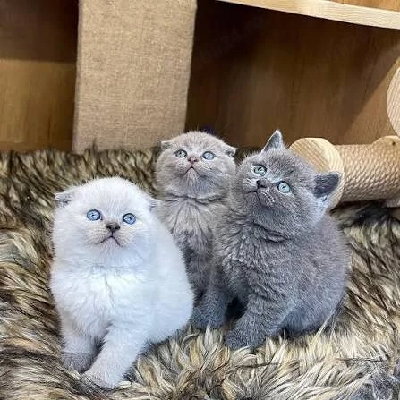 british shorthsir de rasa pura