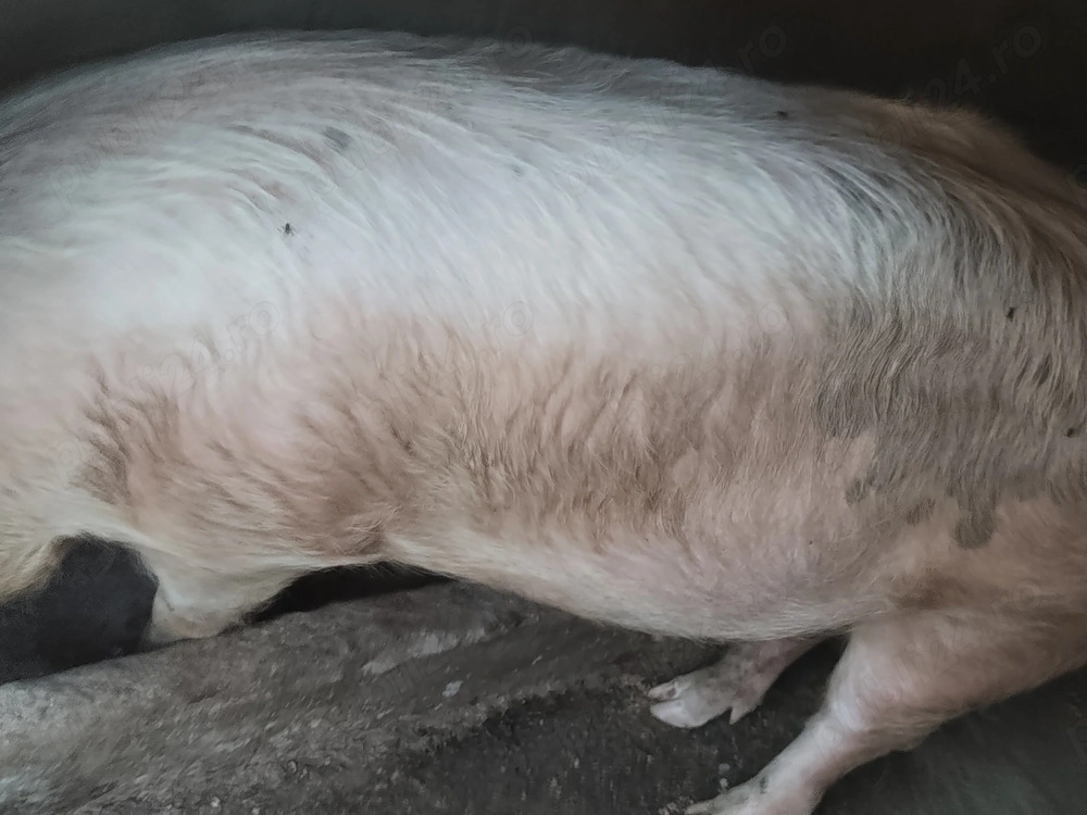 Vând porc de tăiat,120-130 de kg,mai multe detalii la telefon 
