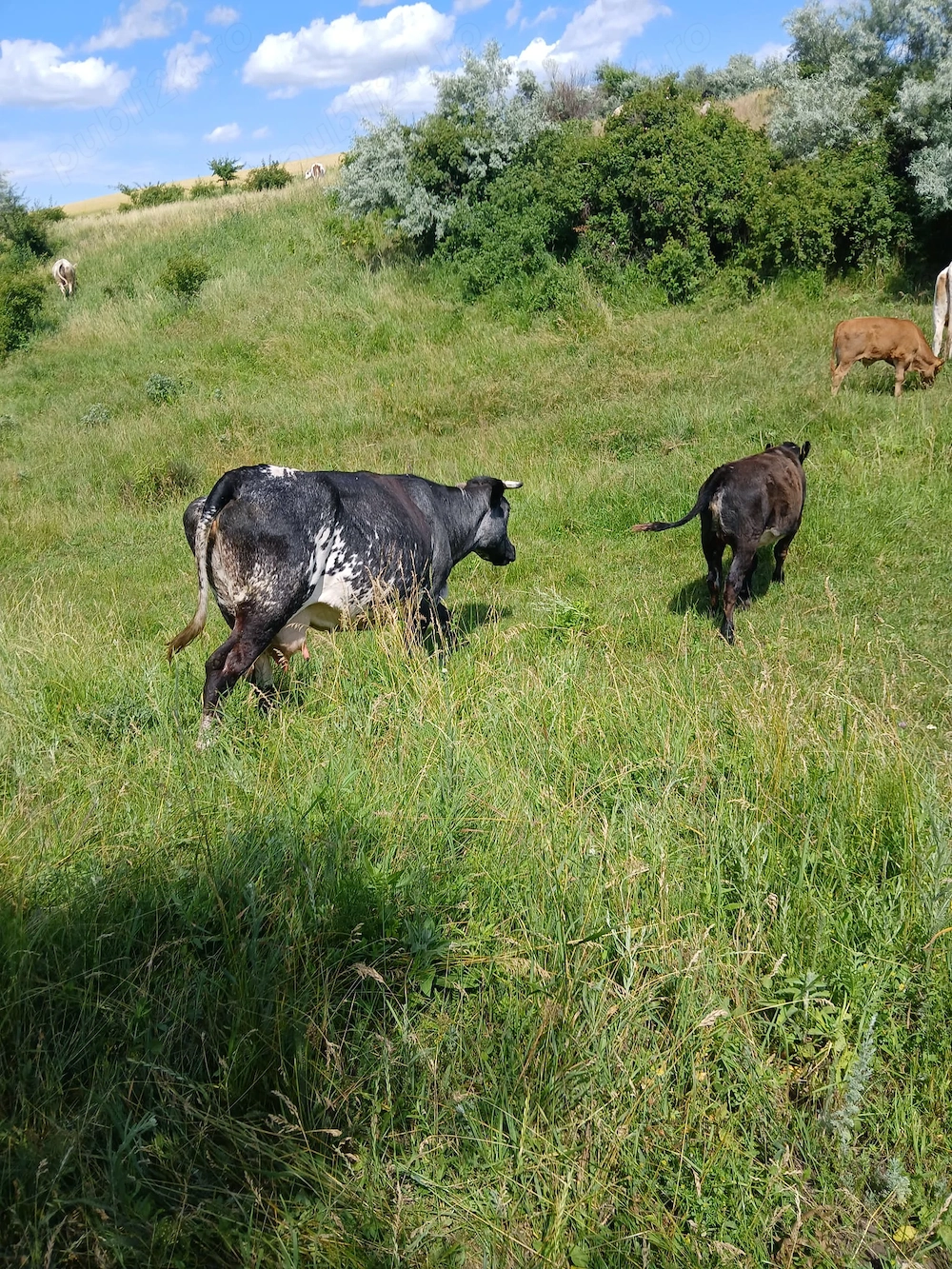 Vânzări animale. 