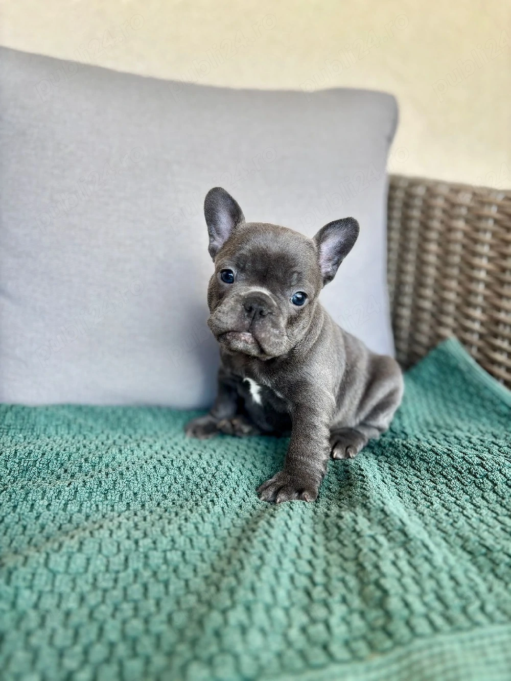 Bulldog francez de vanzare