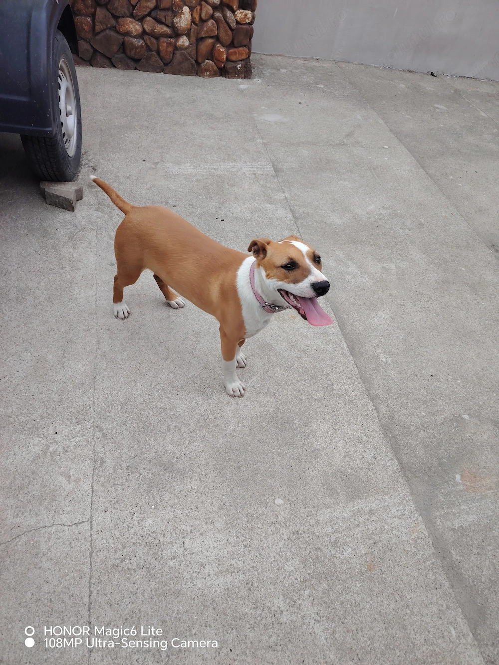 Vând cățelușa Amstaff 