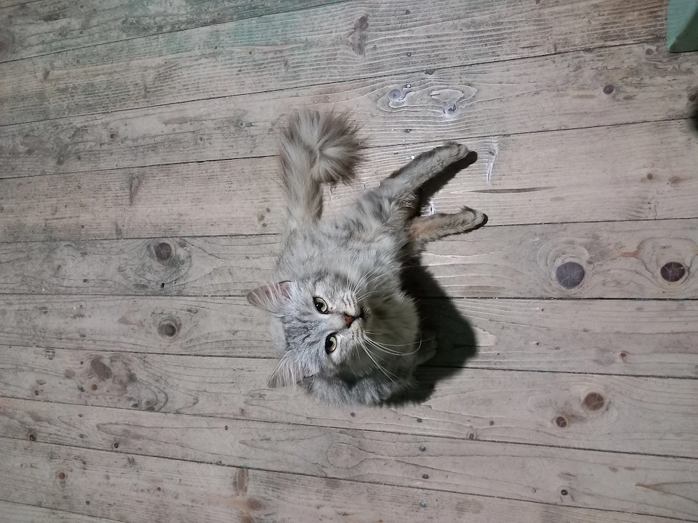 Donez pisică Maine Coon