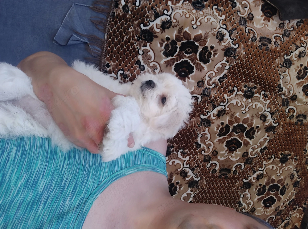 Vând catelu bichon maltez