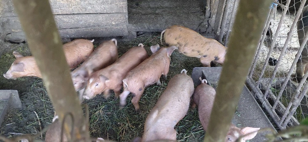 Vând 11 purcei toți  cu 2450 ron sau bucata cu  245 ron nr telf  