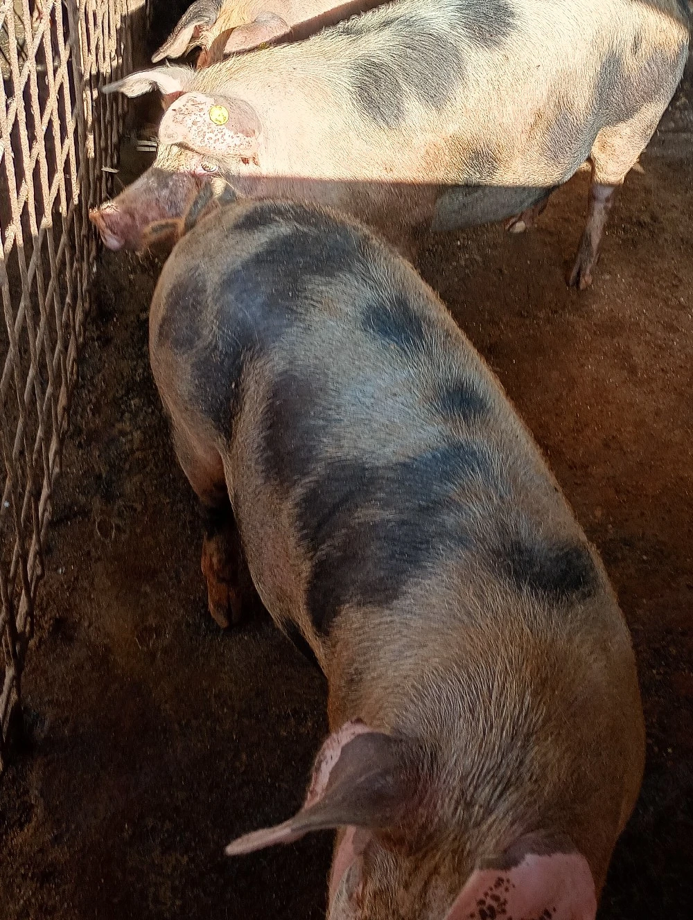 Vând Porc gras .100-140 kg 