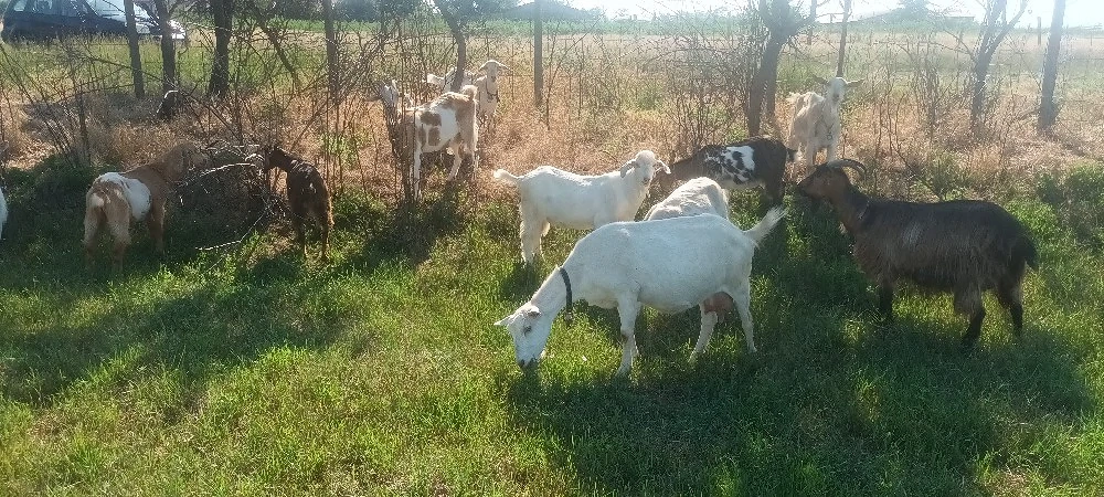vand capre bune de lapte