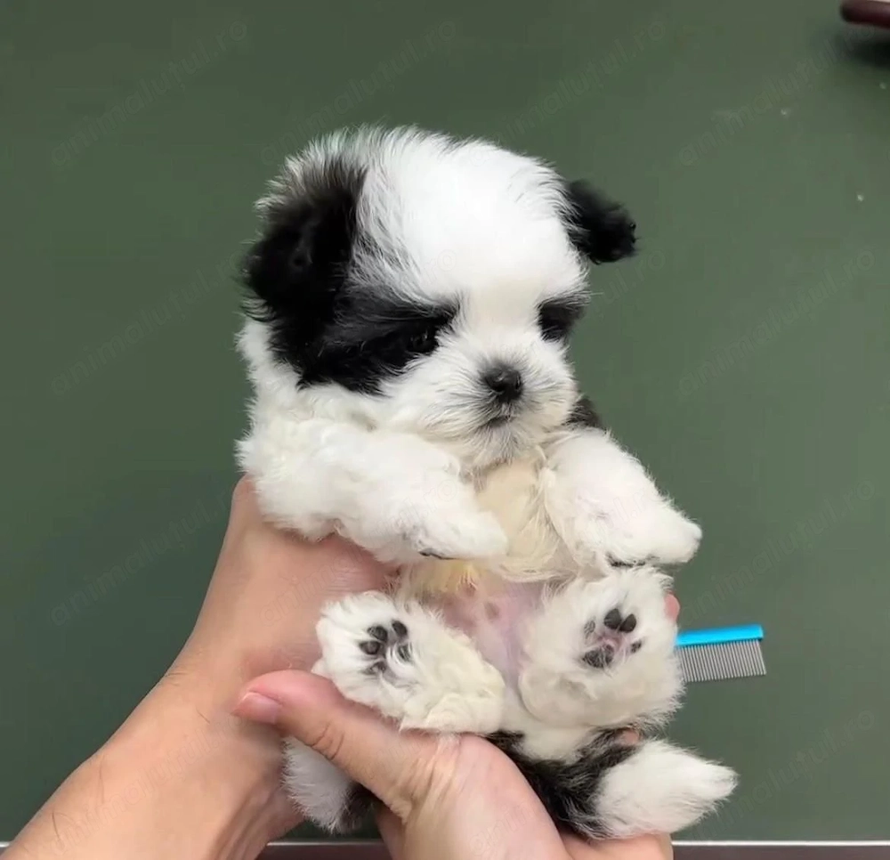 Bichon havanez superbi mini