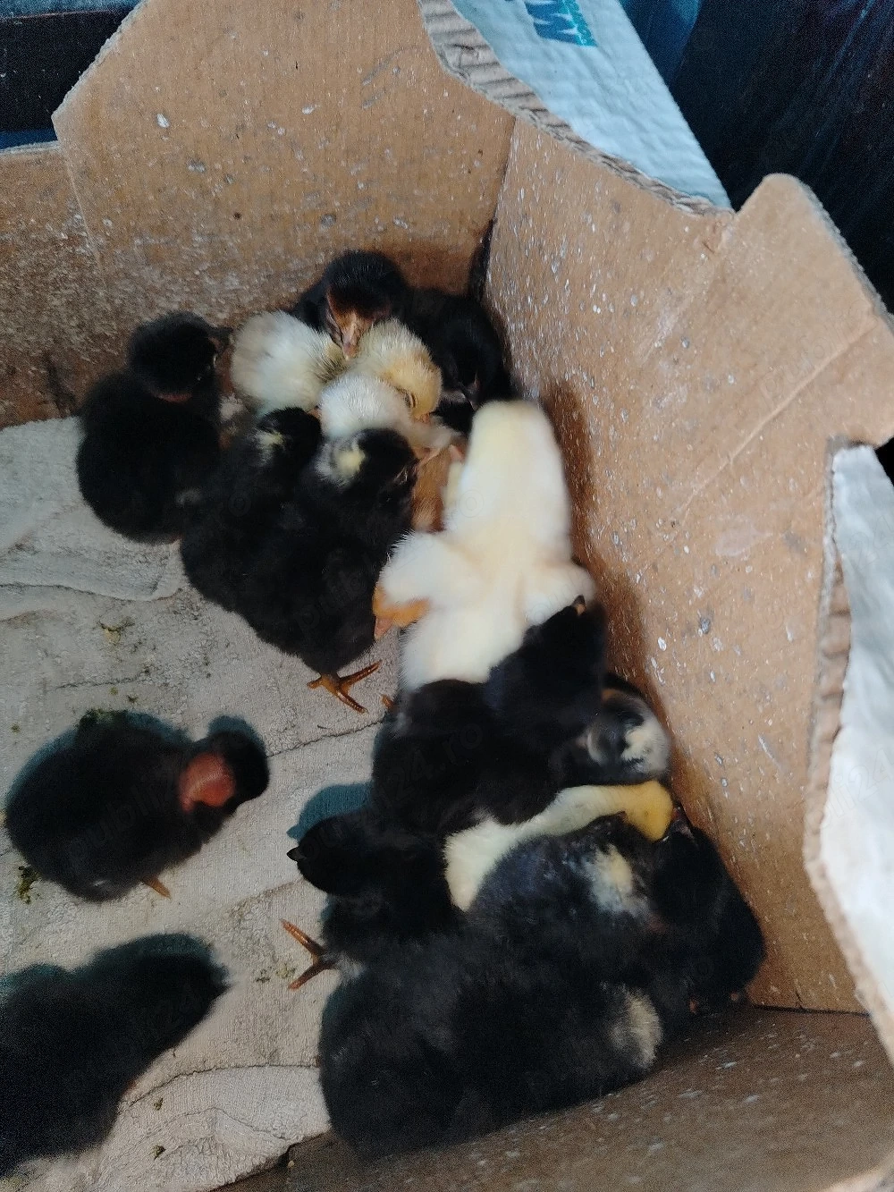 pui de găină 