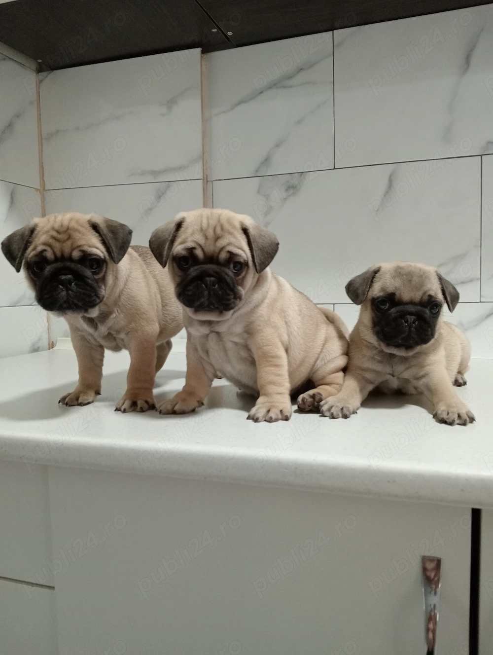 Căței mops pug  vaccinați și deparazitați 