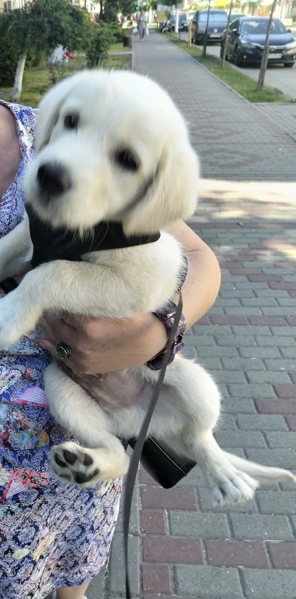 Labrador Retriever mascul, 2 luni   Leo