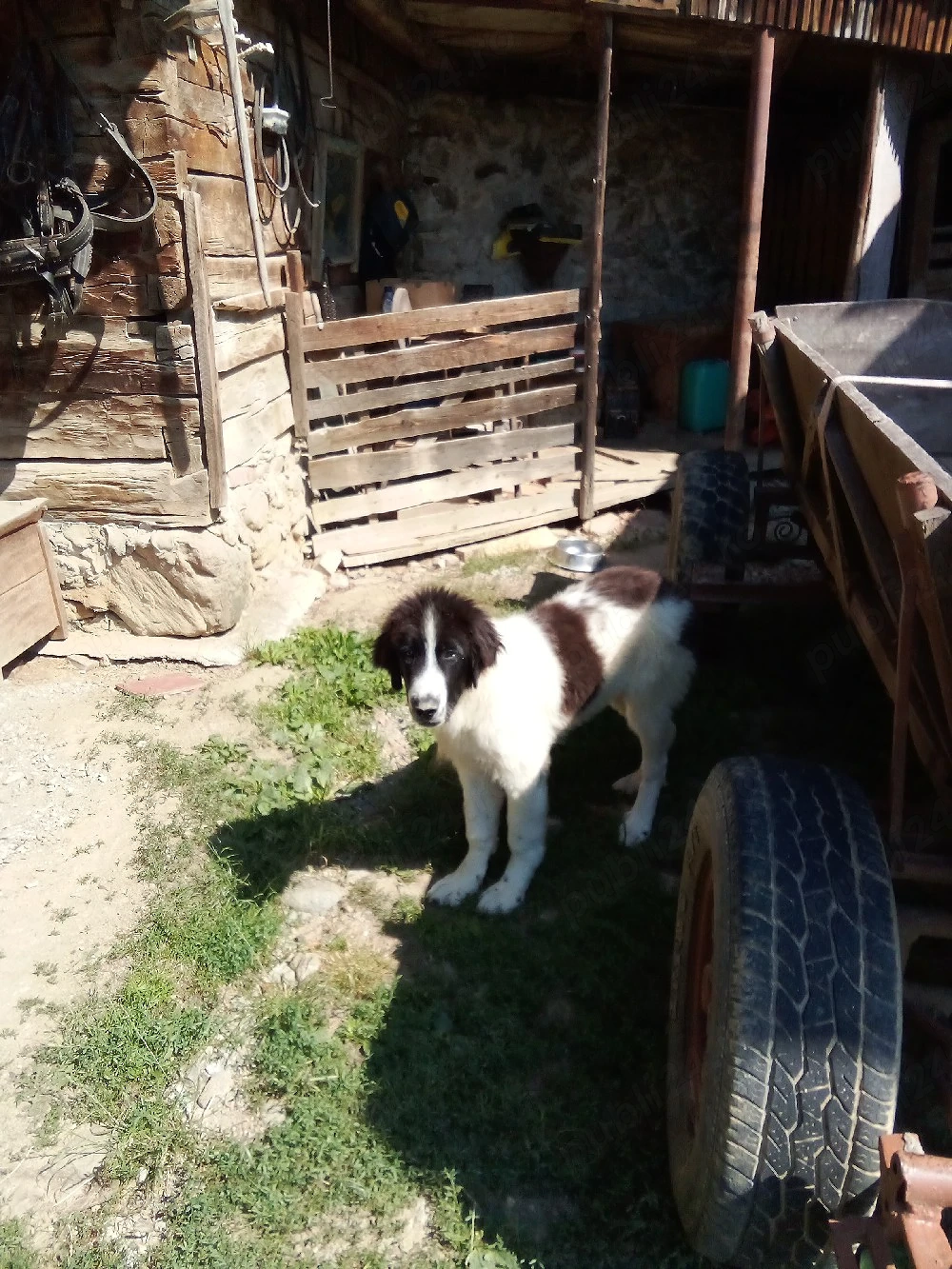 Ciobanesc de bucovina