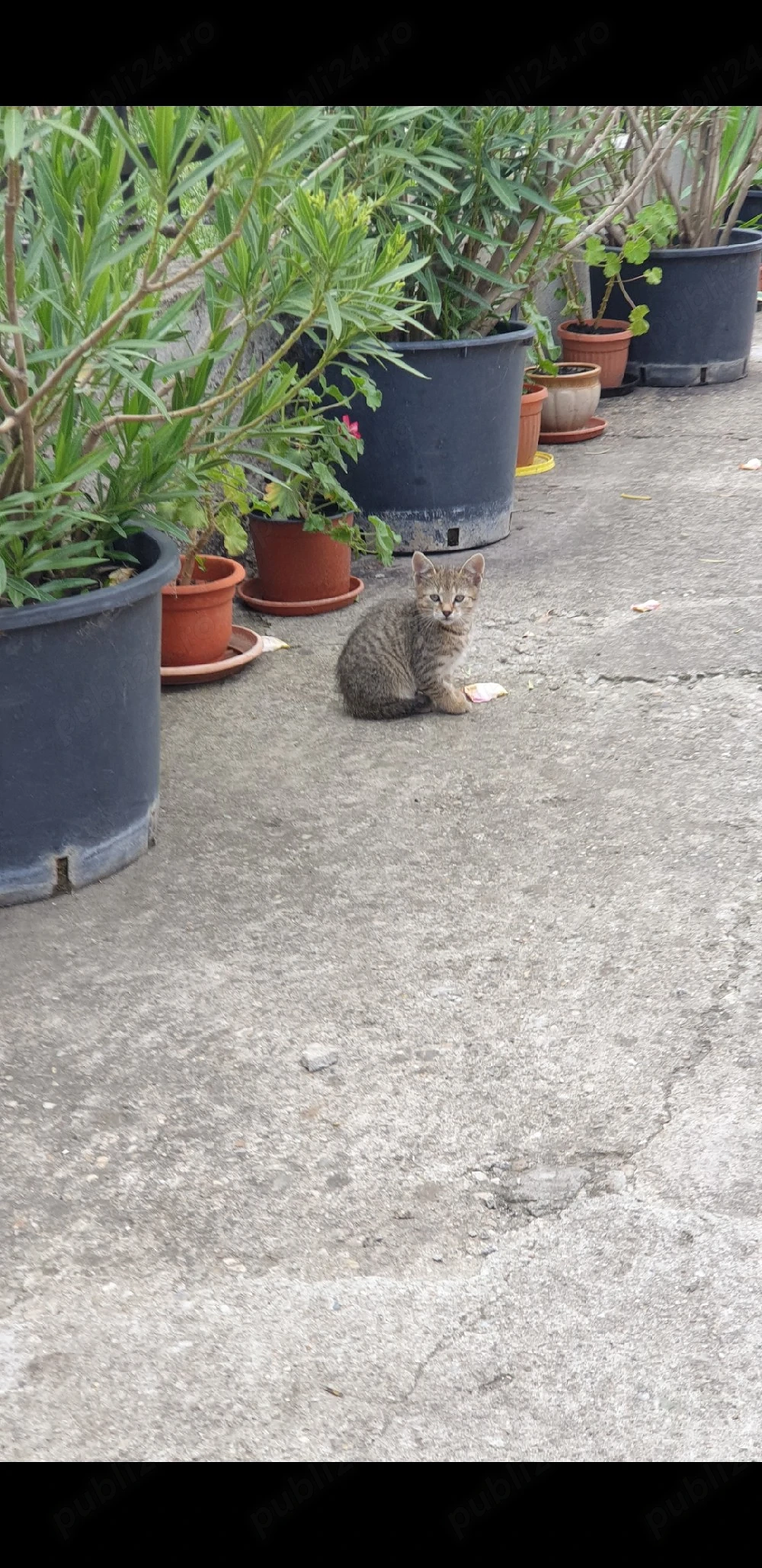 donez pui de pisica 