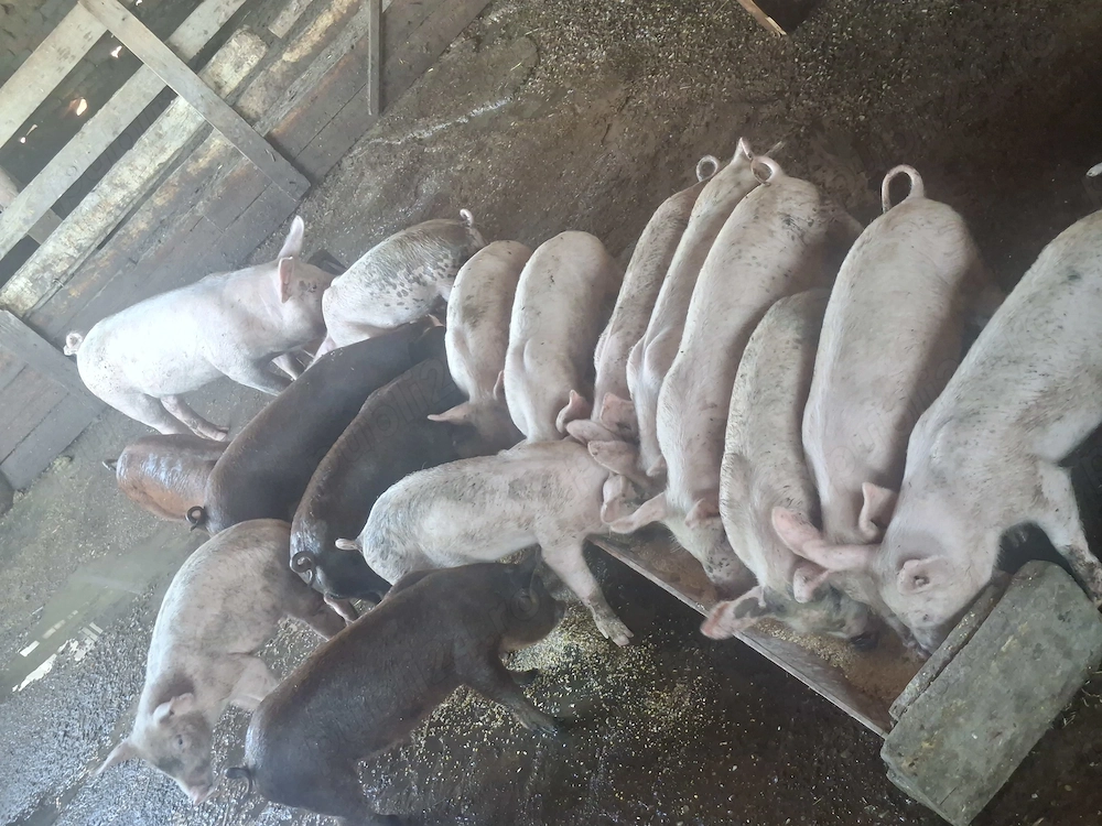 Vând 15 purcei de 8 saptamani 