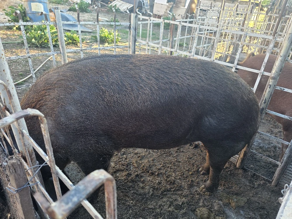 Duroc  de vânzare 