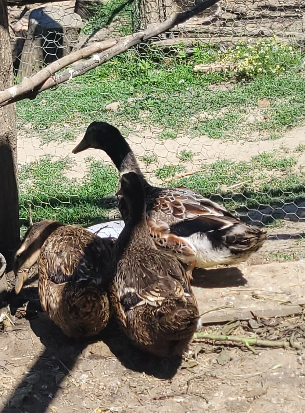 Vând două rațe si un rățoi 