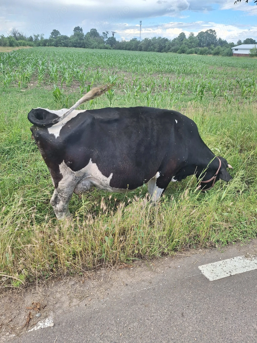 Vând vacă holstein tânără 
