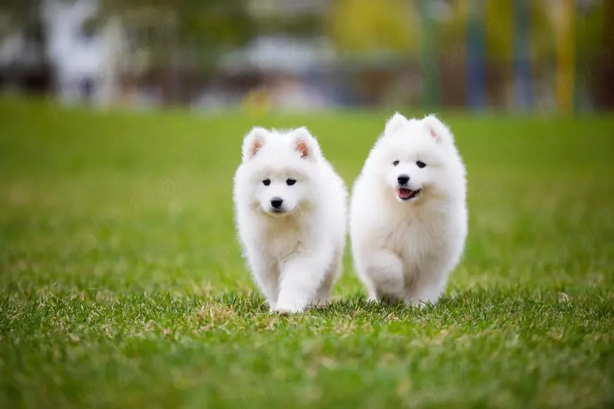 Vand catei - rasa Samoyed 