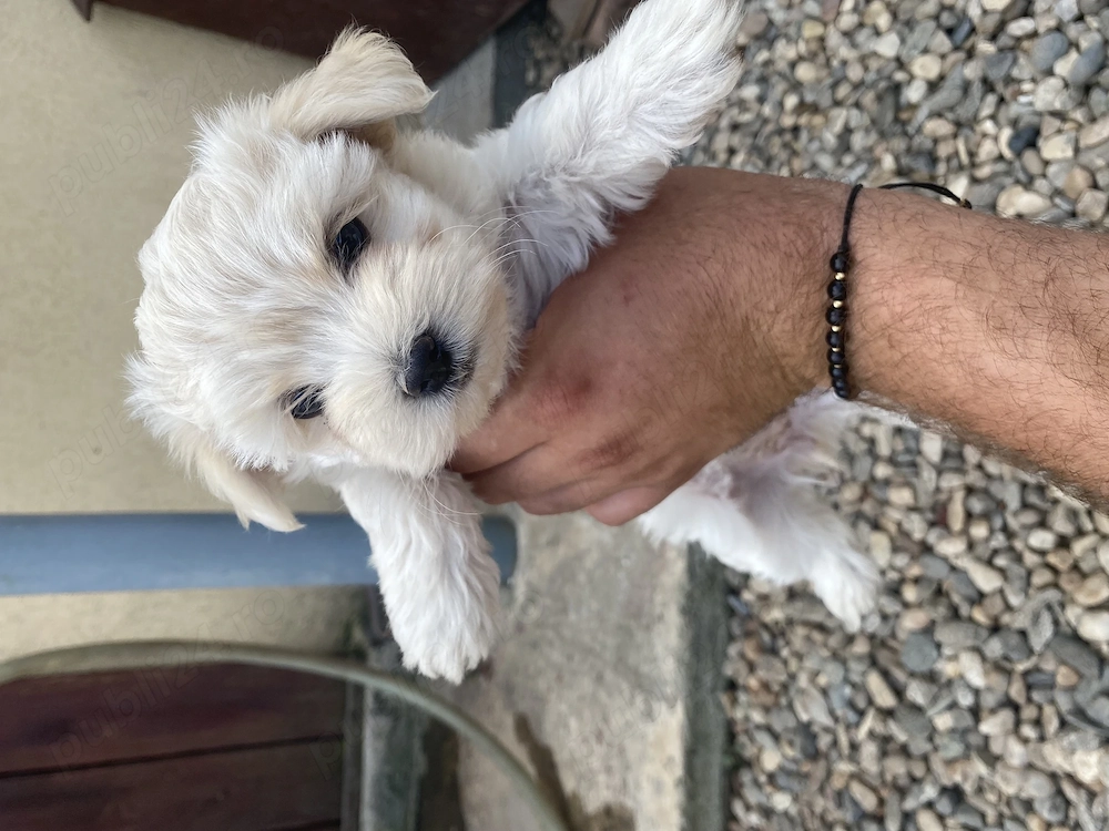 Bichon maltez varsta 2 luni