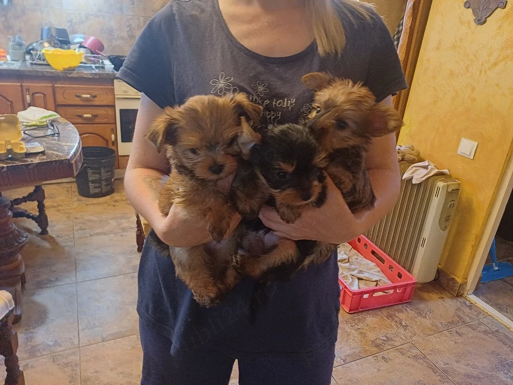 vand yorki