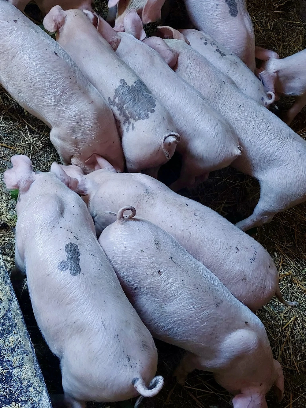 Purcei frumoși de 11 săptămâni, de vânzare!