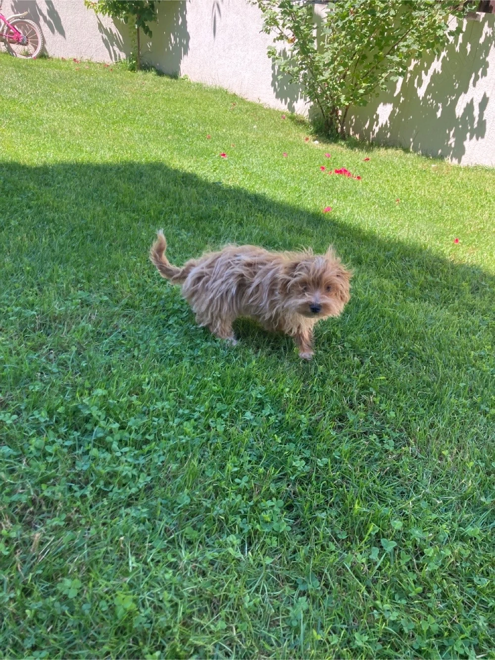 maltipoo baietel 