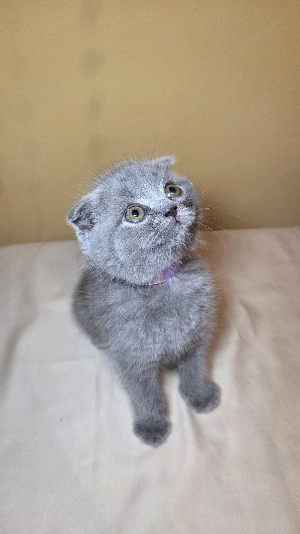 Fetiță Scottish fold de vânzare