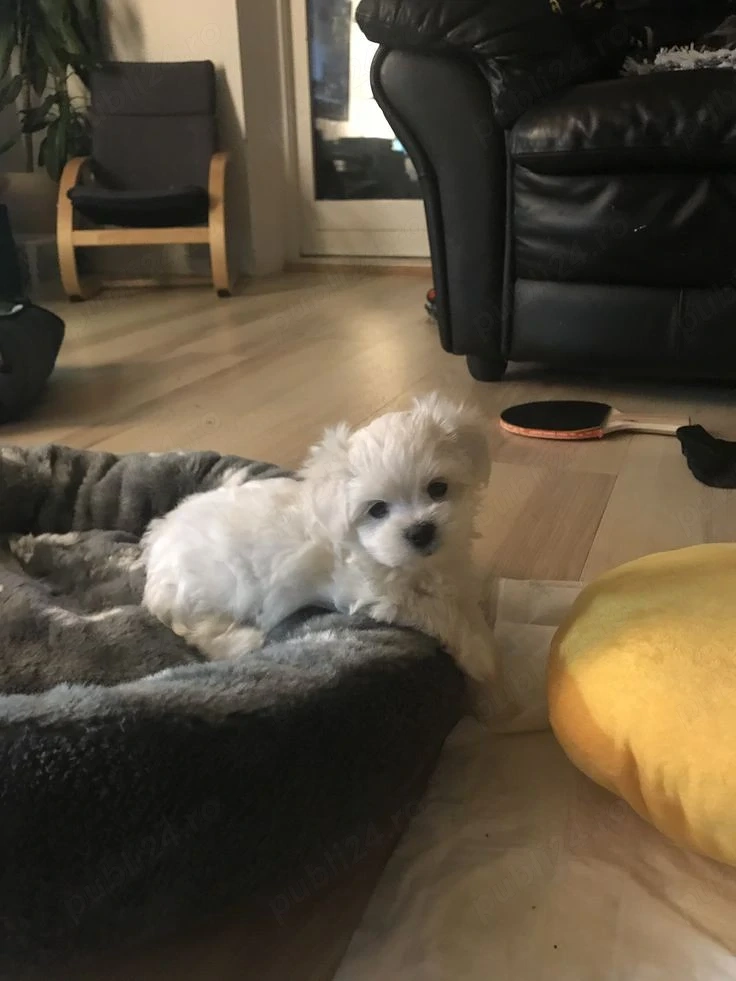 Bichon maltez toy