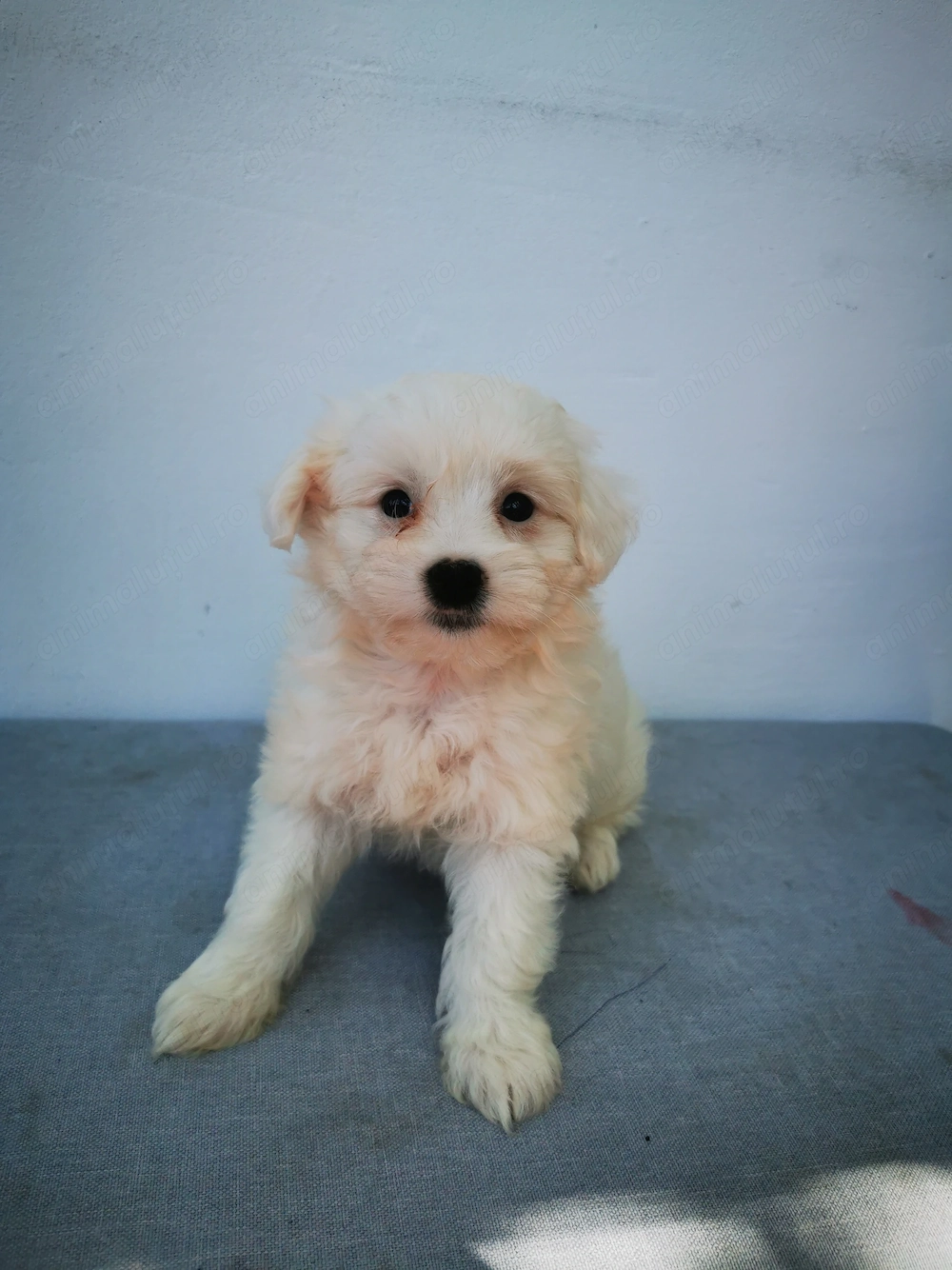 Bichon Maltez mini toy