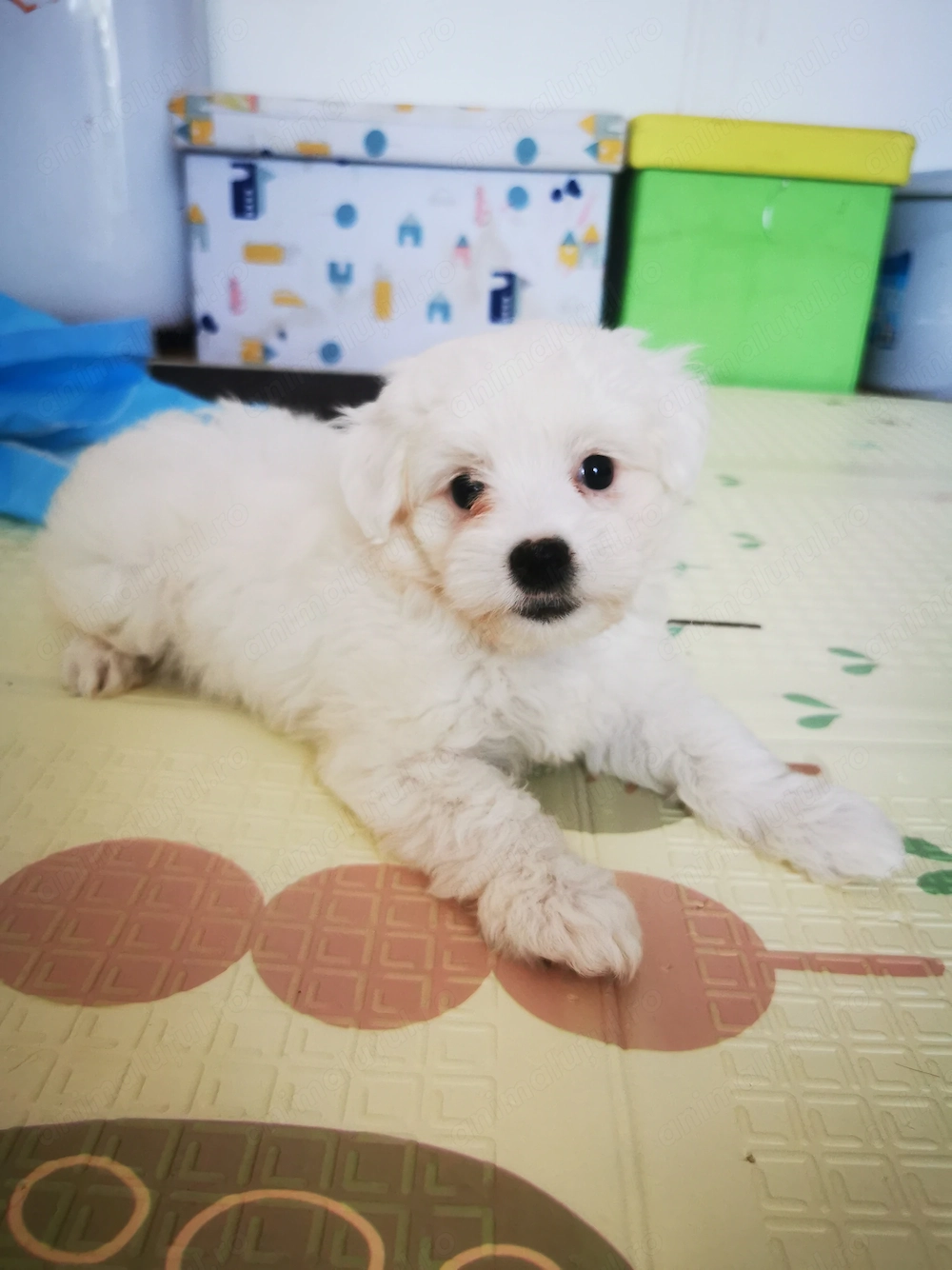Bichon maltez mini toy