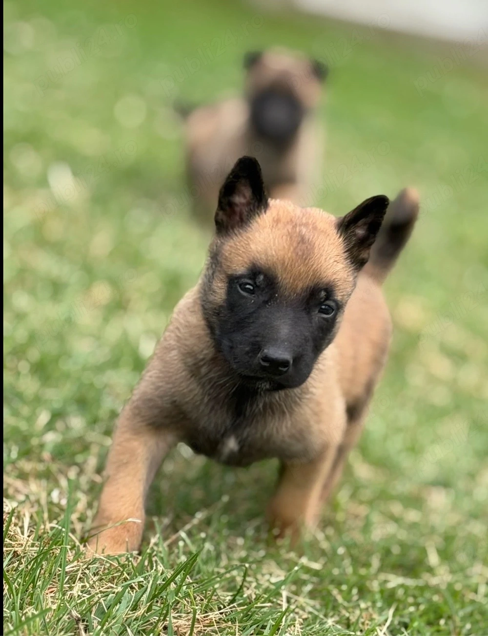 belgian malinois