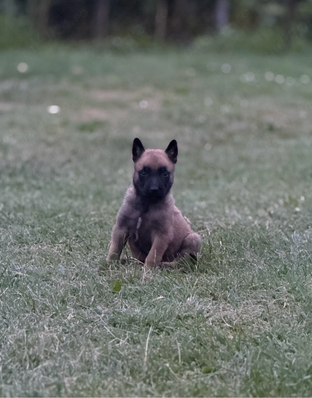 disponibili ciobanesc belgian malinois
